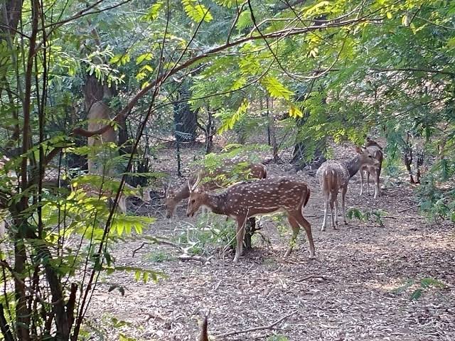 Ballavpur Wildlife Sanctuary Deer Park